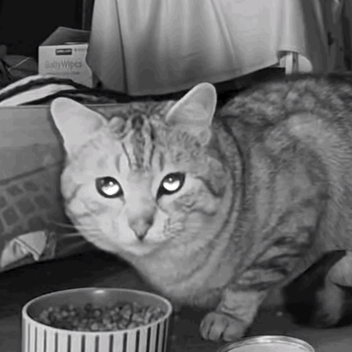 Black and White Cat with Food Bowl and Baby Wipes