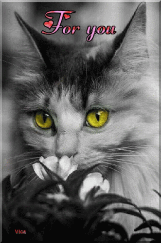 Black And White Cat With For You GIF