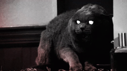 Black And White Cat With Glowing Eyes GIF