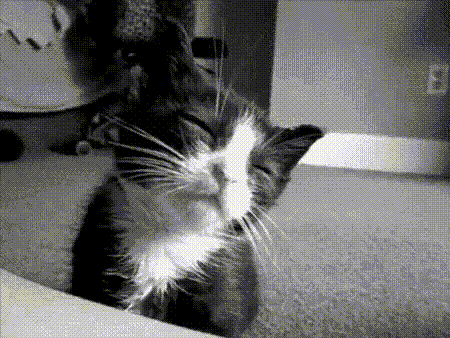 Black and White Cat With Letter B
