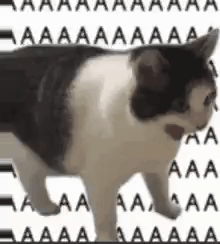 Black And White Cat With Letters GIF