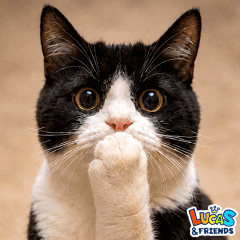Black and White Cat With Lucas & Friends