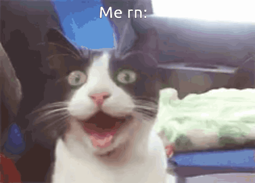 Black and White Cat with Open Mouth Saying Me Rn
