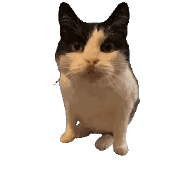 Black And White Cat With Outstretched Paws