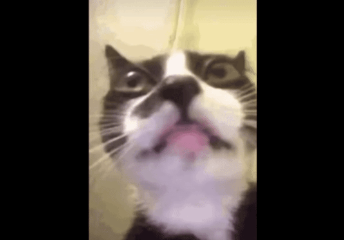 Black and White Cat With Tongue Hanging Out