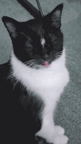 Black And White Cat With Tongue Hanging Out GIF