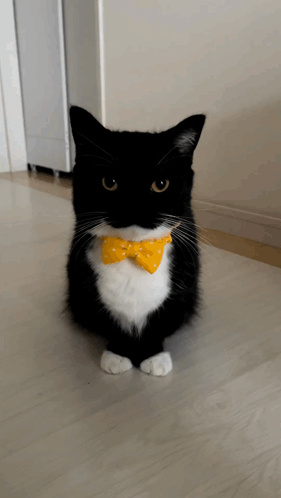 Black and White Cat With Yellow Bow Tie
