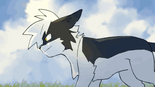 Black and White Cat with Yellow Eye in Grass