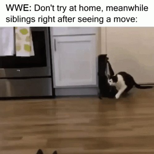 Black and White Cats Playing WWE Don't Try at Home