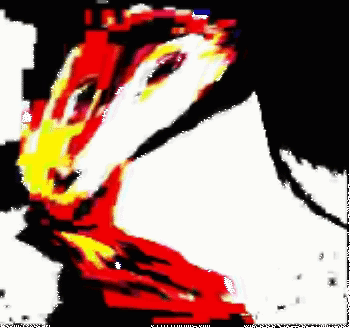 Black And White Chicken With Red And Yellow Face GIF