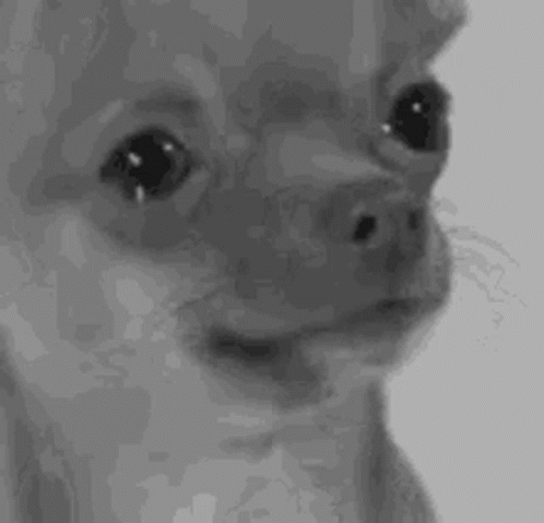 Black and White Chihuahua Making Funny Face