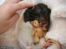 Black And White Chinchilla Hugging Toy GIF
