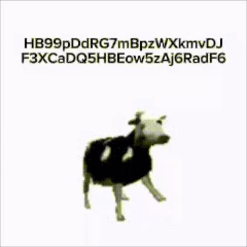 Black and White Cow