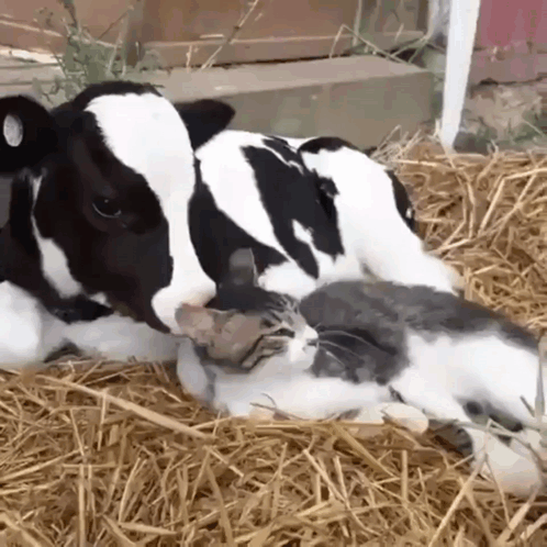 Black and White Cow and Cat Lying in Hay