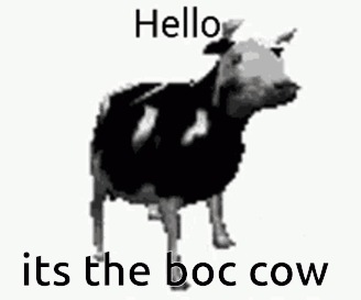 Black and White Cow Hello Its The Boc Cow