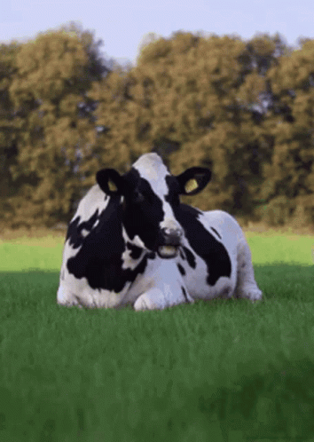 Black and White Cow Laying in Grassy Field