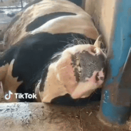 Black and White Cow Laying Next to Blue Pipe With TikTok