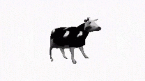Black And White Cow Looking At Camera GIF