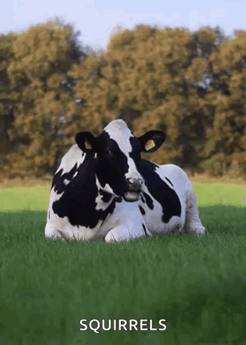 Black and White Cow Lying in Field Squirrels