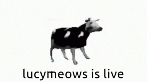 Black And White Cow Saying Lucymeows Is Live GIF