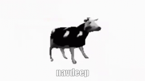 Black and White Cow Saying Navdeep