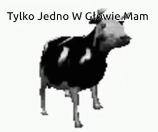Black And White Cow Tylko Jedno W Głowie Mam GIF