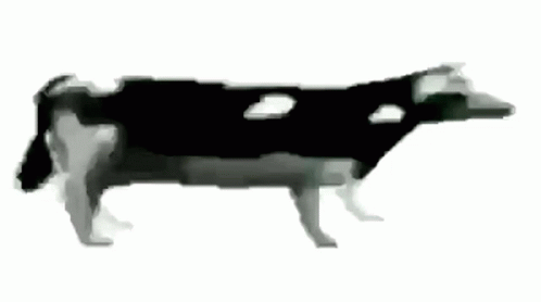 Black and White Cow Walking