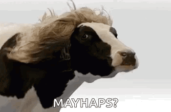 Black and White Cow Wearing Wig Looking at Camera