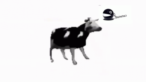 Black and White Cow With Chain