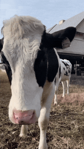 Black and White Cow With Tag Saying A