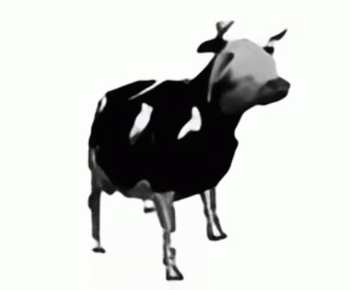 Black And White Cow With White Chest Spot GIF