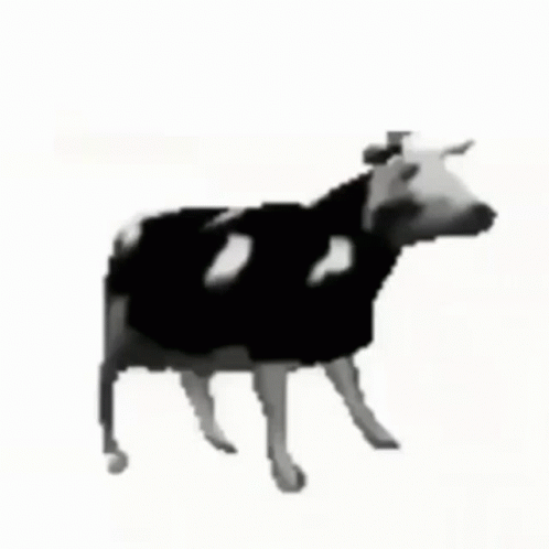 Black And White Cow With White Spots GIF