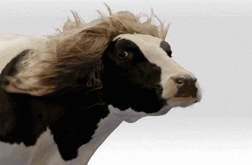 Black and White Cow With Wig