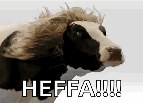 Black and White Cow With Wig