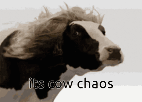 Black and White Cow with Wig and Its Cow Chaos