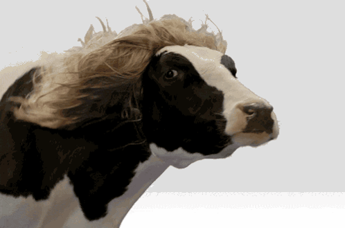 Black and White Cow with Wig