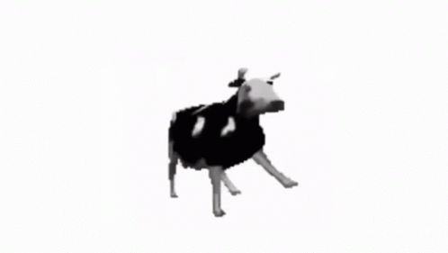 Black And White Cow GIF