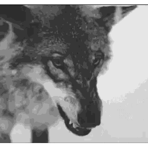Black and White Coyote With Open Mouth