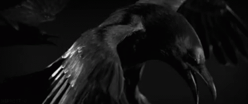 Black And White Crow Wings Outstretched In Dark GIF