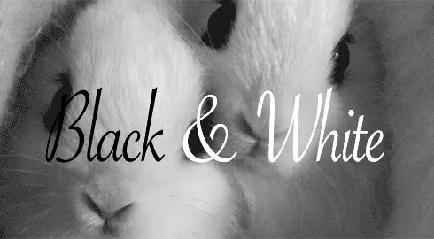 Black And White Cute Bunnies GIF