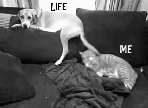 Black and White Dog and Cat on Couch Life and Me