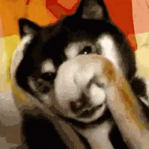 Black and White Dog Covering Face With Paws