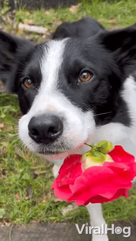 Black and White Dog Holding Rose