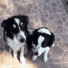 Black And White Dog Hug GIF