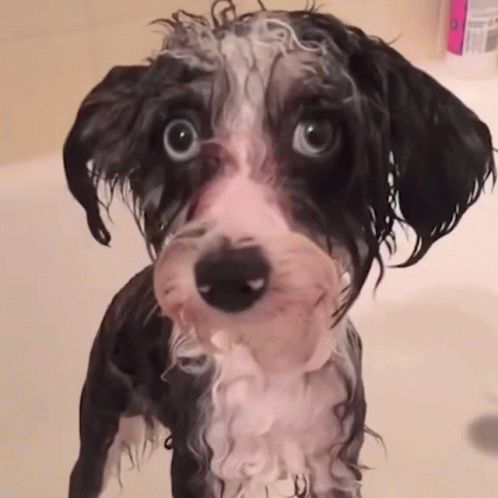 Black and White Dog in Bathtub with Soap