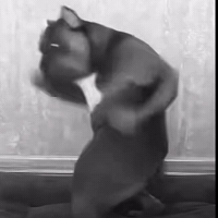 Black and White Dog in Front of Window