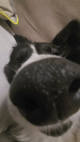 Black and White Dog Laying on Couch