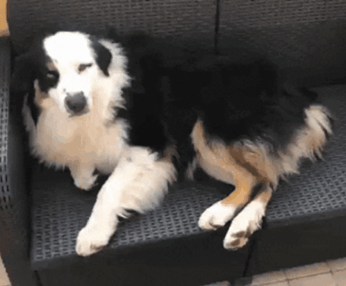 Black And White Dog Laying On Couch GIF