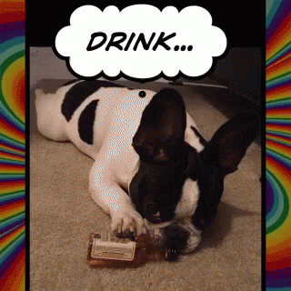 Black And White Dog Laying On Floor Saying Drink GIF