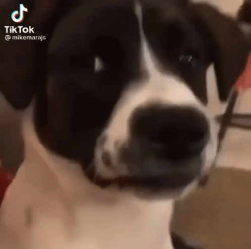 Black and White Dog Looking at Camera Making a Face